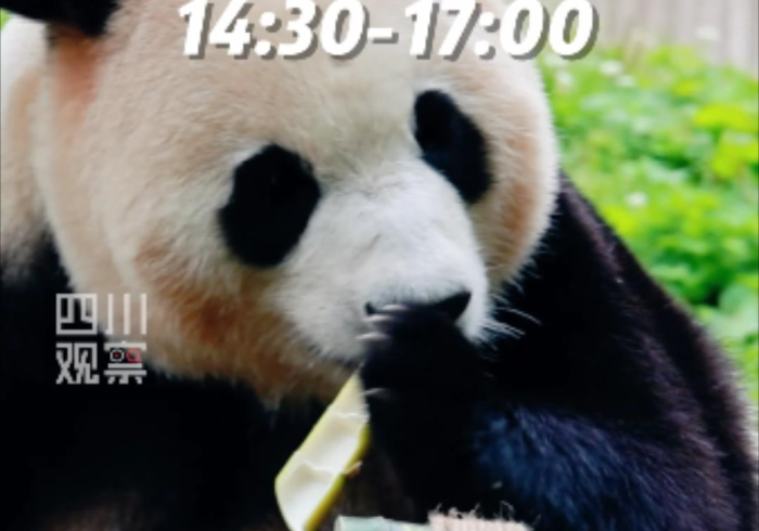 实测辅助“熊猫来了有人开挂吗”(果然有透视挂)