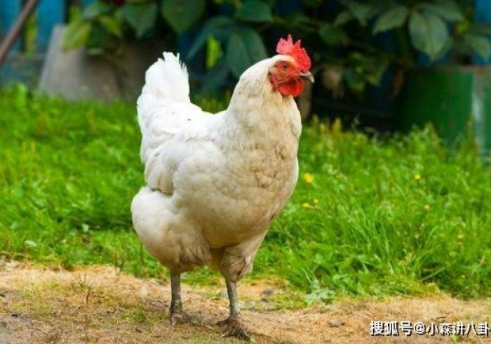 【 一 招 分 享 】 “ 麻 友 圈 2 贵 州 捉 鸡 开 挂 是 怎 样 的 ” 通 用 版 下 载 教 程