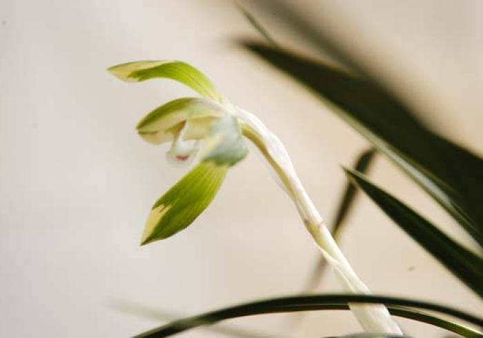 [分析]“空谷幽兰有人开挂吗”作弊挂(辅助外挂+教程)