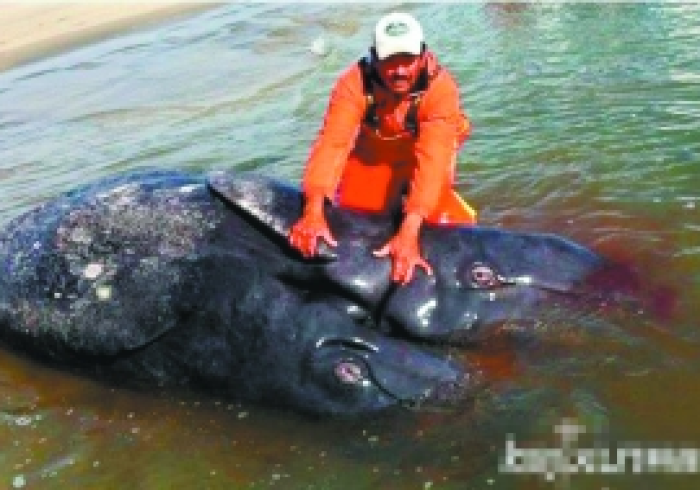 【 第 一 发 现 】 “ 鲸 娱 棋 牌 可 以 装 挂 吗 ” 开 挂 安 装 教 程