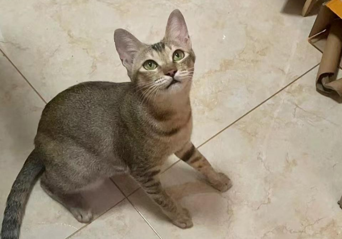 4 分 钟 了 解 “ 天 府 棋 牌 - 雀 神 山 庄 麻 将 开 挂 透 视 方 法 ” 通 用 版 下 载 教 程