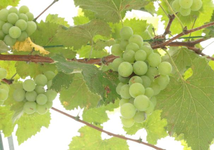 【盘点十款】“阳光麻将怎么控制输赢＂!专业师傅带你一起了解