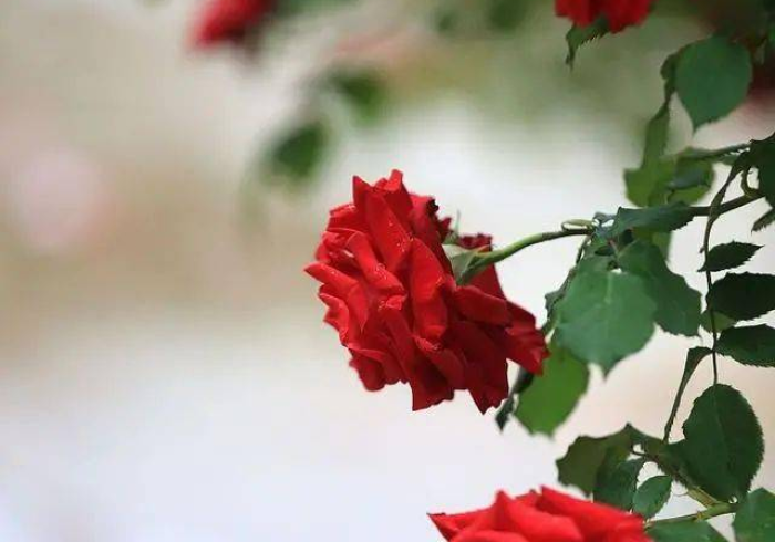 7分钟揭秘顺欣茶楼有挂怎么看出来[确实真的有挂]