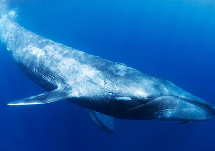 【 第 一 发 现 】 “ 新 蓝 鲸 有 没 有 什 么 秘 诀 [ 分 享 装 挂 详 细 步 骤 ]