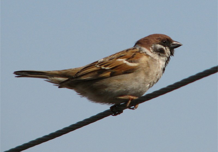 1分钟科普“安乡偎麻雀可以开挂吗苹果”开挂步骤方法