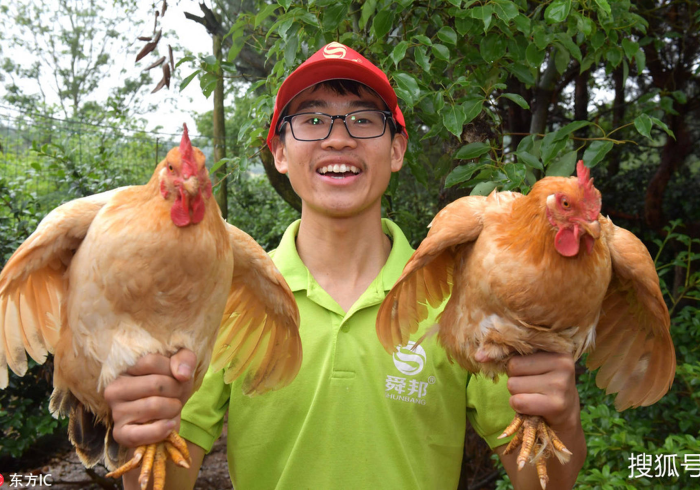 1分钟科普“多乐贵阳捉鸡提升运气有用吗”详细分享装挂步骤