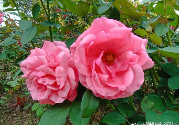 【 重 磅 来 袭 】 “ 松 溪 同 花 有 什 么 规 律 [ 真 的 有 挂 ]