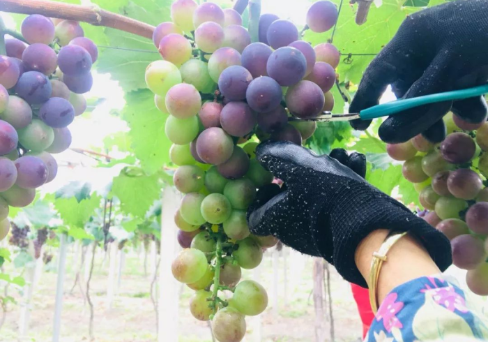 专家分析“葡萄快跑到底有没有挂”附开挂脚本 专家分析“葡萄快跑到底有没有挂”附开挂脚本