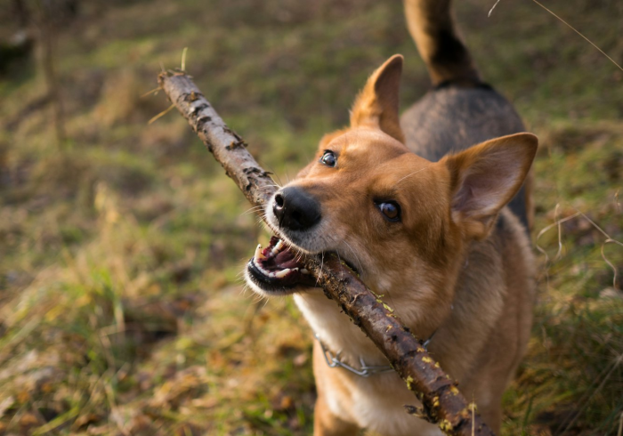 我来教教大家“小狗音乐怎么开挂吗”可以辅助 我来教教大家“小狗音乐怎么开挂吗”可以辅助
