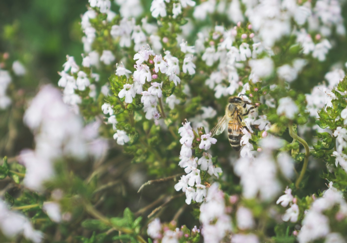教程分享“梧桐树确实是有挂”可以开挂透视 教程分享“梧桐树确实是有挂”可以开挂透视