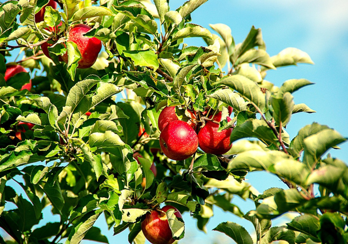 重大消息“新毛豆有没有挂吗”可以开挂 重大消息“新毛豆有没有挂吗”可以开挂