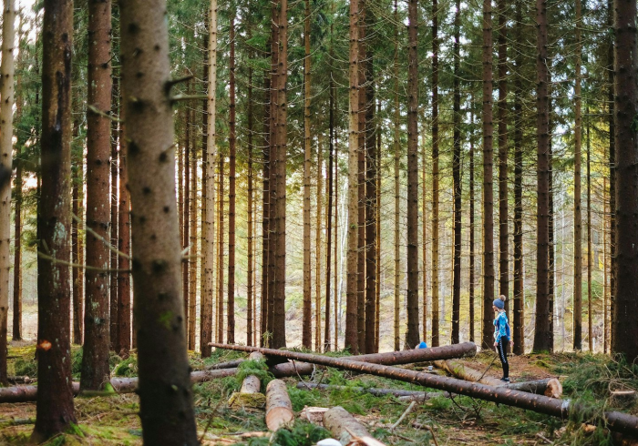 分享技巧“森林争霸其实可以开挂”可以开挂透视