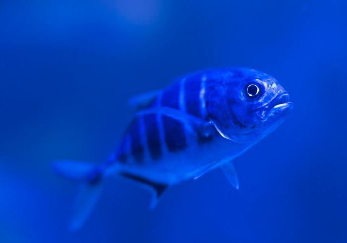 重磅分享“海底乐园能不能开挂”开挂必胜方法