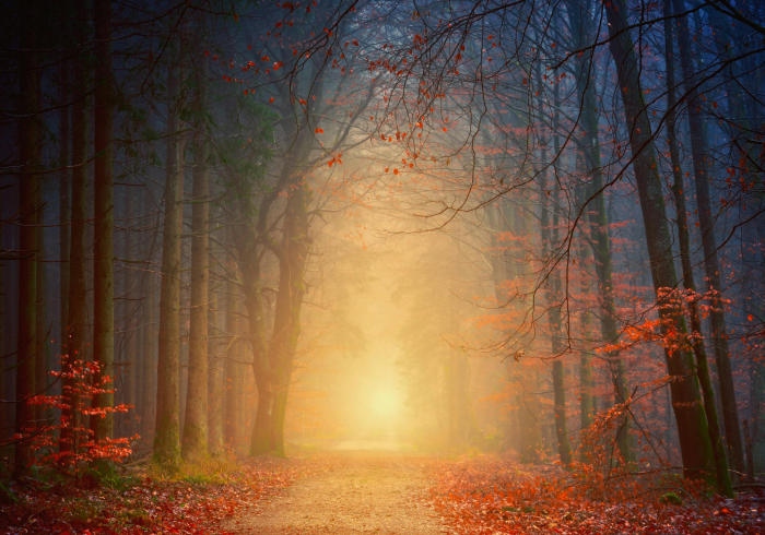 给你科普“梧桐树原来可以开挂”有开挂详细教程