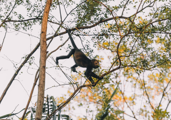 重磅分享“樱花梦雨能开挂吗”原来真的有挂