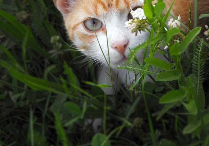 科普一下“大眼山东麻将怎么开挂吗”开挂步骤方法