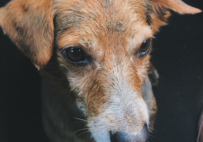 重磅分享“小狗音乐有挂吗可以开挂吗”确实有挂