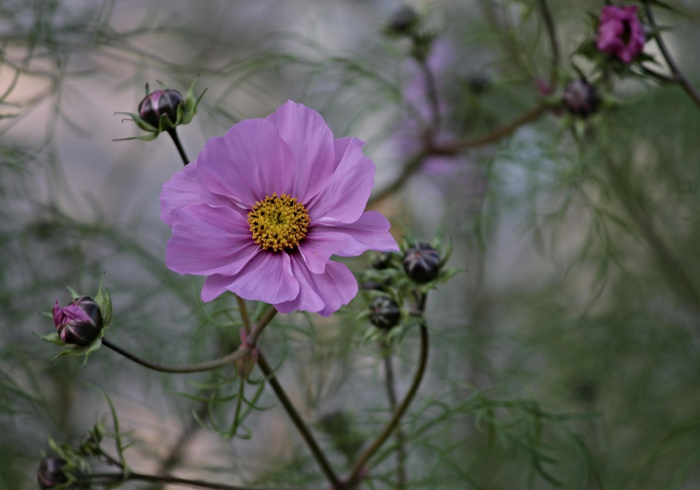 重大发现“中至赣州同花怎么赢”详细开挂教程