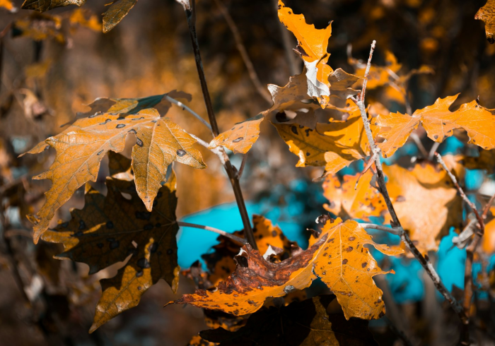 实测分享“梧桐树原来可以开挂”可以开挂作弊
