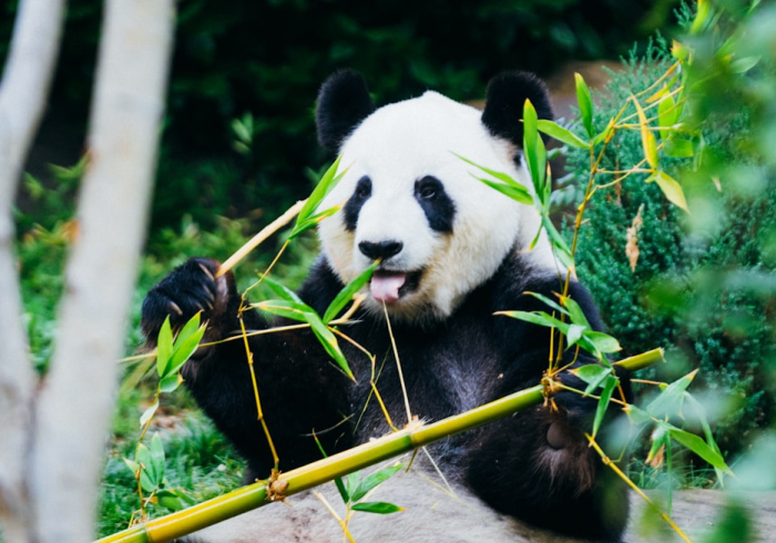 玩家实测“熊猫怎么操作”分享真的有挂给你