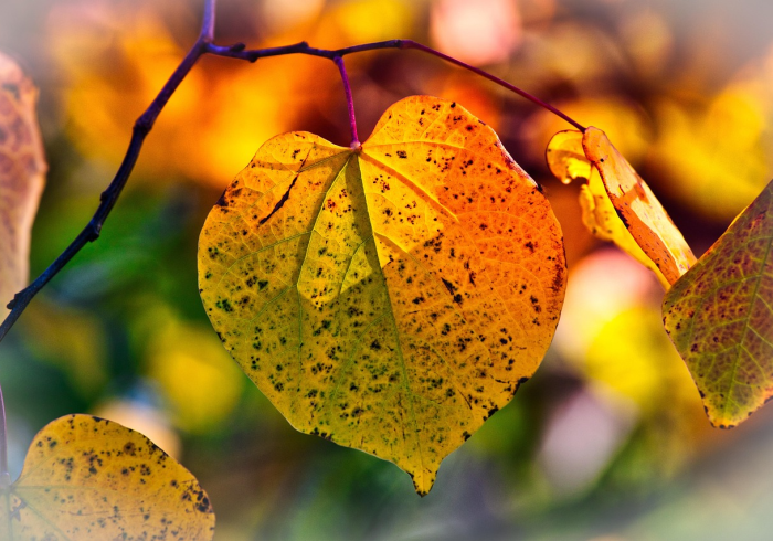 【终于出现】“新毛豆开挂能看出来吗”(果然有透视挂)