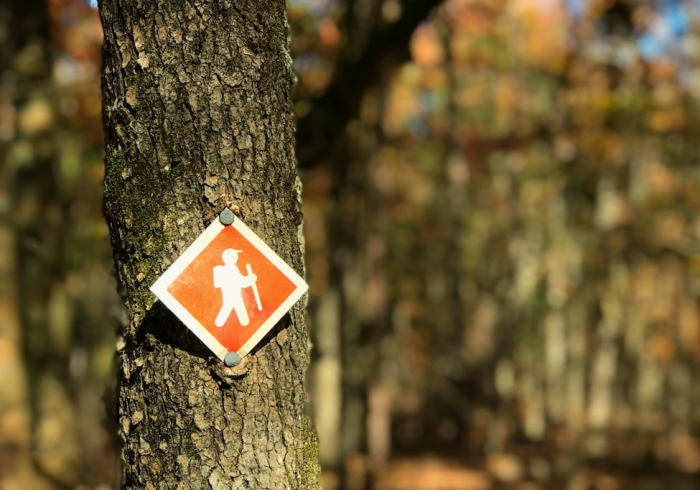 实测分享“梧桐树能开挂吗”可以开挂教学