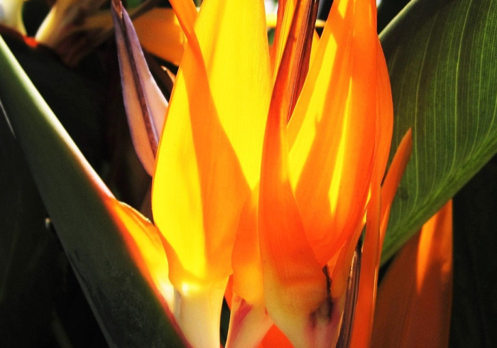 大神推荐“抢庄牛牛能开挂吗”其实确实有挂