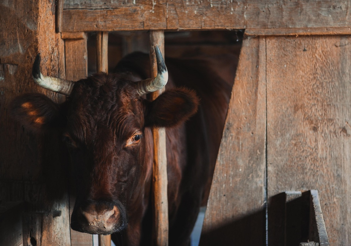 今日重大通报“老铁牛牛有挂没”@详细开挂教程