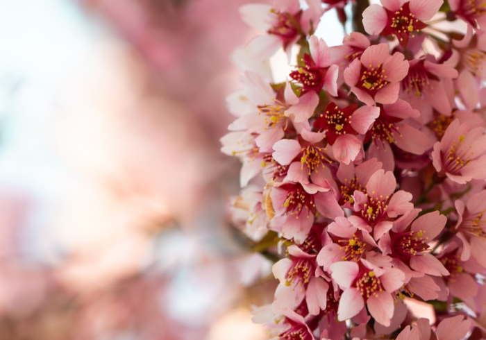 分享!“樱花众娱有挂吗的确有挂”其实确实有挂