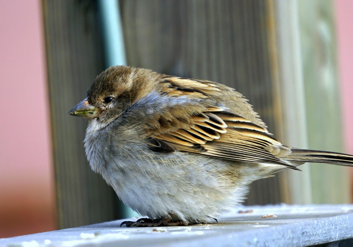 科普实测“大唐撸麻雀真的可以开挂”开挂必备教程