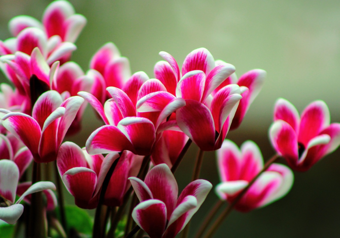 重磅来袭“花花生活圈到底有没有挂”可以开挂作弊