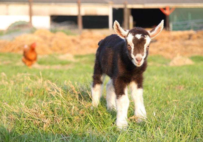 终于懂了“三只羊怎么只赢不输”揭秘透视辅助万能挂