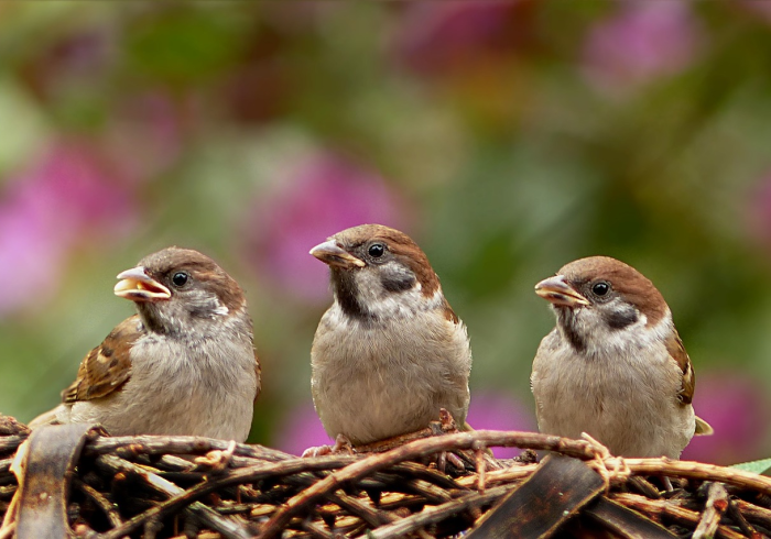 最新消息“金雀汇是不是有挂”详细开挂教程!