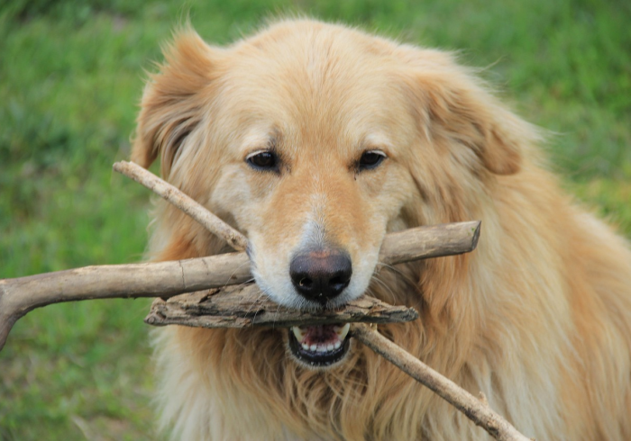 重磅来袭“哈狗游戏有没有黑科技”详细开挂步骤