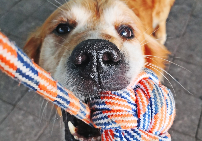 分享技术“哈狗游戏开挂脚本”事实上确实有挂